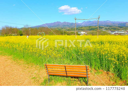 盛開的油菜田,文騰花園,上山 盛開的油菜田,文騰花園,上山 117778248