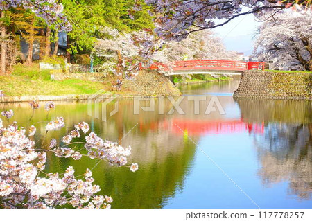 Cherry blossoms in full bloom, Hanaikada, Matsugasaki Park, Sakura, Yoshino cherry blossoms 117778257