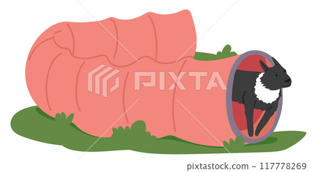 Dog Training Outdoors Using A Tunnel Obstacle. Black And White Dog Emerges Confidently From The Tunnel Dog Training Outdoors Using A Tunnel Obstacle. Black And White Dog Emerges Confidently From The Tunnel 117778269