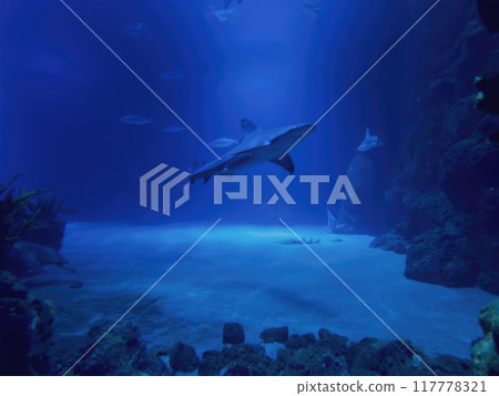Sharks swim in a coral reef. Selective focus 117778321