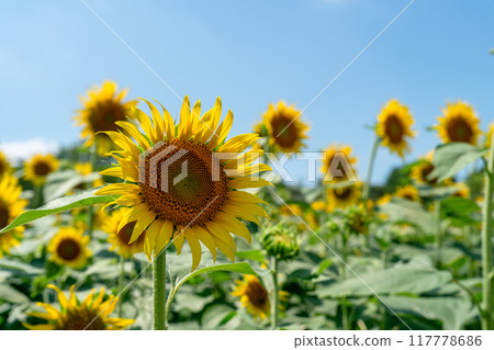 向日葵夏日祭 117778686