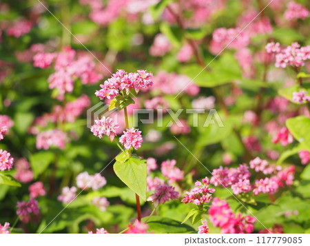 Buckwheat Takamine Ruby Flower 117779085