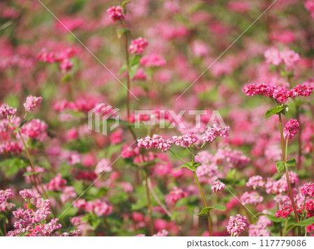 蕎麥高峰紅寶石花 蕎麥高峰紅寶石花 117779086