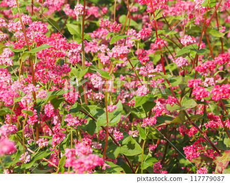 盛開的粉紅色花朵、蕎麥花和高峰紅寶石花 盛開的粉紅色花朵、蕎麥花和高峰紅寶石花 117779087