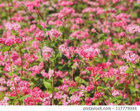 盛開的粉紅色花朵、蕎麥花和高峰紅寶石花 盛開的粉紅色花朵、蕎麥花和高峰紅寶石花 117779088