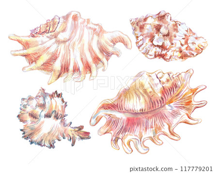 Shell set from underwater clam isolate in watercolor. Scorpion Spider Conch, Lambis Scorpius, sea shell of flat, wavy fan-shaped in two image angles. Murex Endivia in volumetric, ribbed, horned form 117779201
