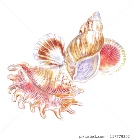 Seashell composition of Scorpion Spider Conch, Rosy Wolf snail, two Calico Scallop in watercolor. Marine gastropod mollusks, large sea snails with green, yellow, red, brown spots and stripes 117779202