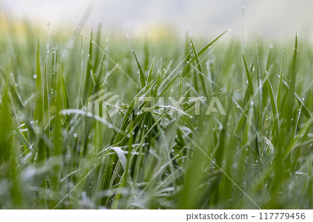 Rice leaves shining with morning dew 117779456
