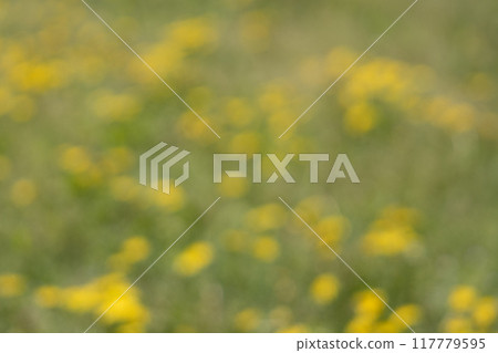 充滿盛開的蒲公英的田野的圖像 117779595
