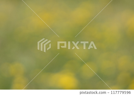 Image of a field full of blooming dandelions Image of a field full of blooming dandelions 117779596