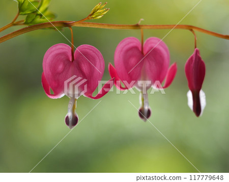 Heart-shaped flower, Bleucomatous 117779648