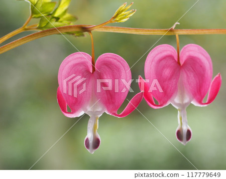 Heart-shaped flower, Bleucomatous 117779649