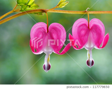 Heart-shaped flower, Bleucomatous Heart-shaped flower, Bleucomatous 117779650