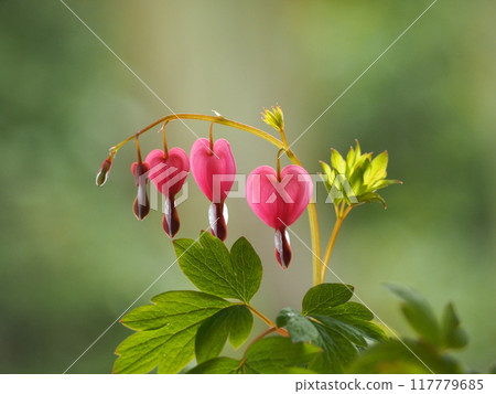 Heart-shaped flower, Bleucomatous Heart-shaped flower, Bleucomatous 117779685