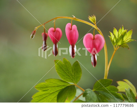 Heart-shaped flower, Bleucomatous 117779686