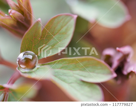 Bleeding hearts leaves and drops 117779827