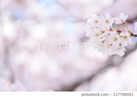 櫻花盛開 117780081