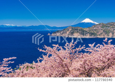 （靜岡縣）西伊豆小金崎富士山早開的櫻花 117780340