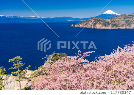 (靜岡縣)西伊豆小金崎富士山早開的櫻花 (靜岡縣)西伊豆小金崎富士山早開的櫻花 117780347