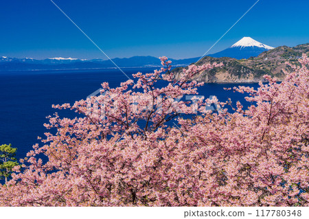 (靜岡縣)西伊豆小金崎富士山早開的櫻花 (靜岡縣)西伊豆小金崎富士山早開的櫻花 117780348