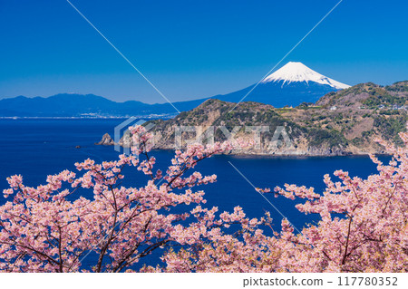 （靜岡縣）西伊豆小金崎富士山早開的櫻花 117780352