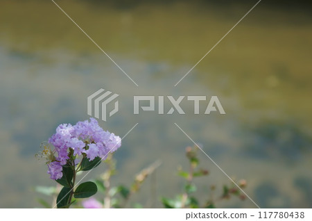 Potsun 和紫薇花 117780438
