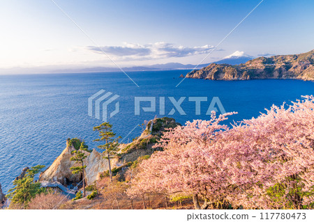 (Shizuoka Prefecture) Nishiizu Koganezaki, Mount Fuji beyond early-blooming cherry blossoms, Afternoon 117780473