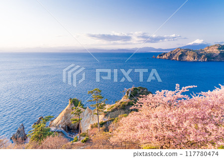 （靜岡縣）西伊豆小金崎，早開的櫻花後面的富士山，下午 117780474