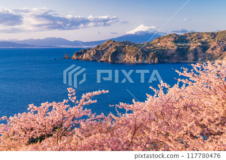 （靜岡縣）西伊豆小金崎，早開的櫻花後面的富士山，下午 117780476