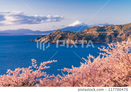 （靜岡縣）西伊豆小金崎，早開的櫻花後面的富士山，下午 117780478