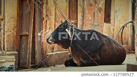 Cow Lying On Street. Indian Sacred Cow On The Street Of Varanasi, India, Asia, East. Cow Close Up View 117780527