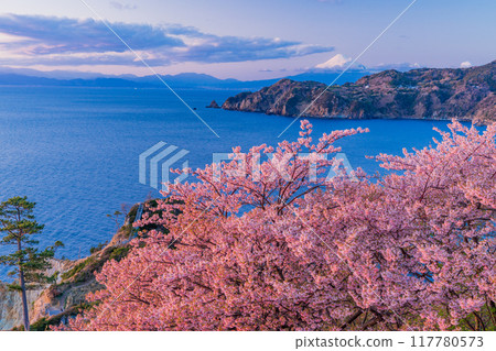 (Shizuoka Prefecture) Nishiizu Koganezaki - Mt. Fuji beyond the early-blooming cherry blossoms - Evening view (Shizuoka Prefecture) Nishiizu Koganezaki - Mt. Fuji beyond the early-blooming cherry blossoms - Evening view 117780573