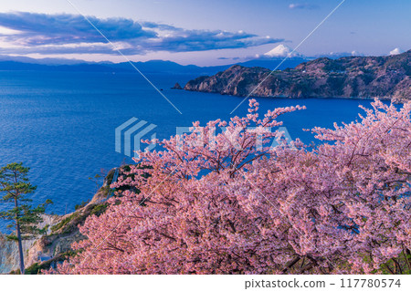 (Shizuoka Prefecture) Nishiizu Koganezaki - Mt. Fuji beyond the early-blooming cherry blossoms - Evening view (Shizuoka Prefecture) Nishiizu Koganezaki - Mt. Fuji beyond the early-blooming cherry blossoms - Evening view 117780574