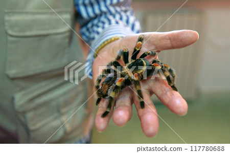 Orange-Kneed Tarantula spider on a man's hand 117780688
