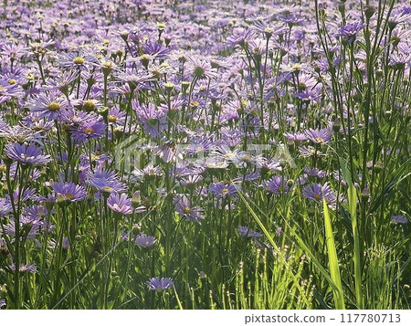 Purple flowers growing in clusters 117780713