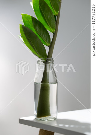 The stem of a ZZ plant immersed in a small clear bottle. The stem of a ZZ plant immersed in a small clear bottle. 117781219