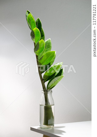 The stem of a ZZ plant immersed in a small clear bottle. 117781221