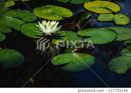 Water lilies shining in the light [Nagano Prefecture] 117781246