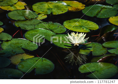 Water lilies shining in the light [Nagano Prefecture] 117781247