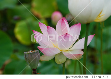 蓮花覺醒02 蓮花覺醒02 117781494