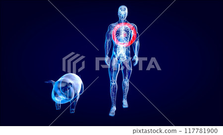 Abstract 3D illustration of a pig heart transplantation 117781900