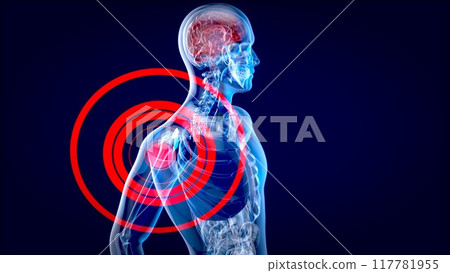 4K anatomy concept of a shoulder pain 117781955