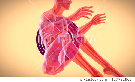 3D anatomy of a man doing situps 3D anatomy of a man doing situps 117781965