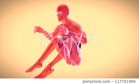 3D anatomy of a man doing situps 117781966