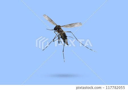 Flying mosquito isolated on blue background Flying mosquito isolated on blue background 117782055