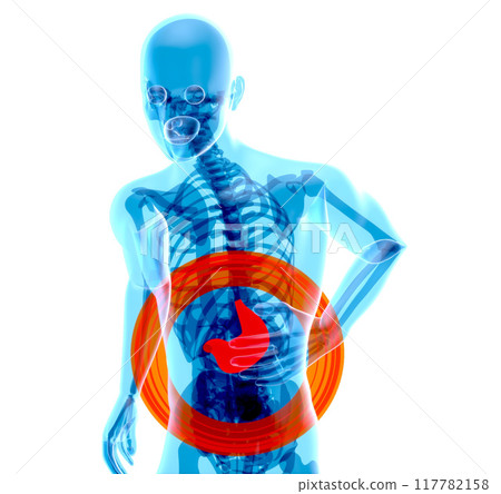 Abstract anatomy design of the stomach 117782158