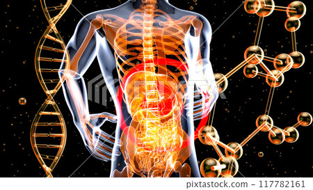 Abstract anatomy design of the stomach Abstract anatomy design of the stomach 117782161