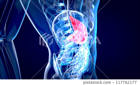 Abstract motion design of the stomach Abstract motion design of the stomach 117782177