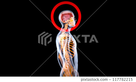 3D Anatomy concept of a Xray man 117782215