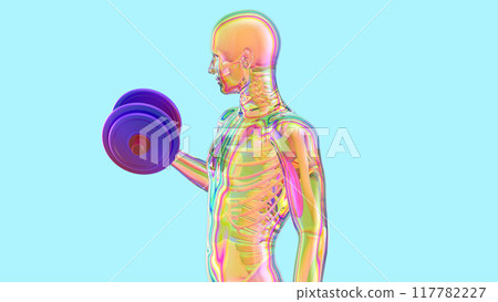3D Illustration of an Anatomy of a X-ray man doing Biceps Curls 117782227